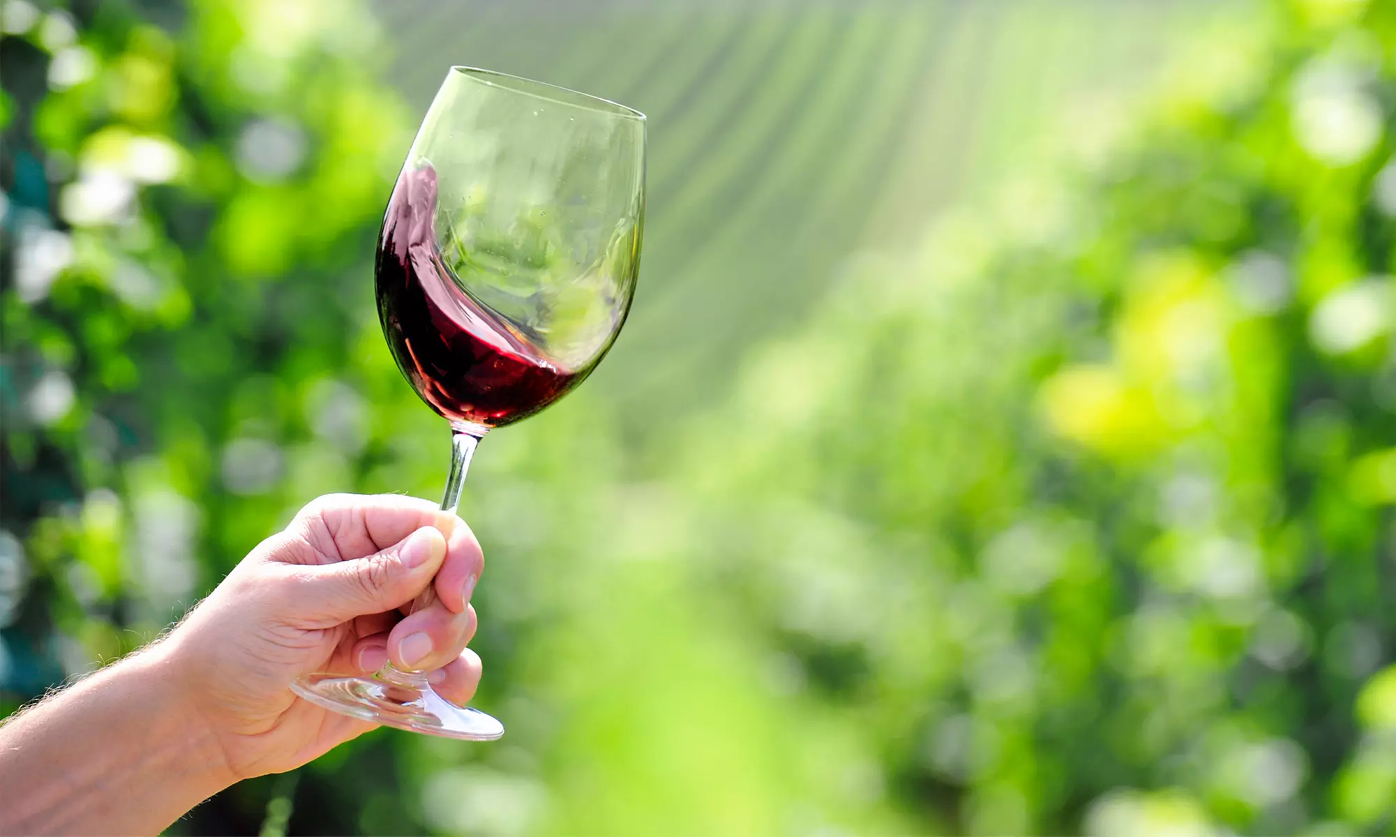 Discover Laguna Winery's Wine Tasting for Up to Four People with $5 Credit Towards Bottles of Wine Up to 43% Off cover
